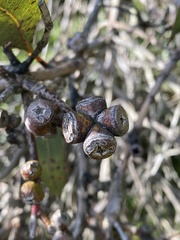 Eucalyptus kitsoniana