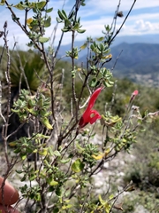 Salvia oaxacana