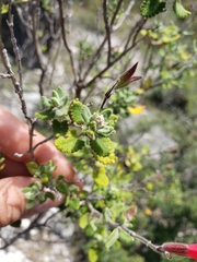 Salvia oaxacana
