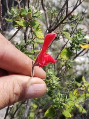 Salvia oaxacana