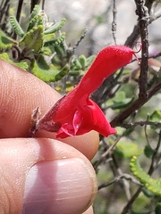 Salvia oaxacana