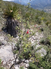 Salvia oaxacana