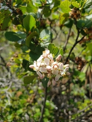 Pterostemon rotundifolius