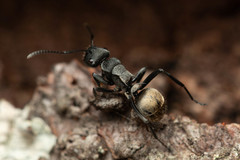 Polyrhachis mjobergi