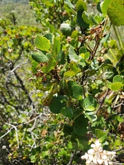 Pterostemon rotundifolius