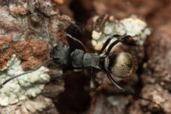 Polyrhachis mjobergi