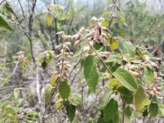 Salvia lasiantha
