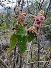 Salvia lasiantha