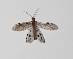 Archichauliodes guttiferus