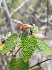 Salvia lasiantha