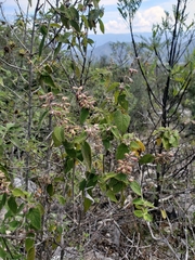 Salvia lasiantha