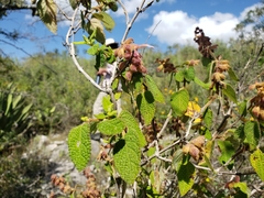Salvia lasiantha