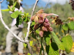 Salvia lasiantha