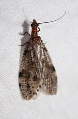 Archichauliodes guttiferus