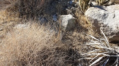 Menodora scabra glabrescens