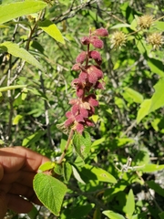 Salvia lasiantha