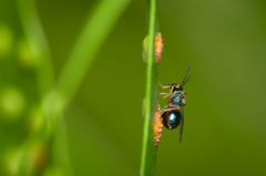 Orasema costaricensis