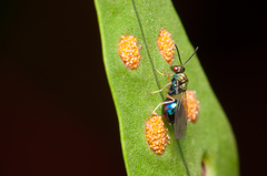 Orasema costaricensis