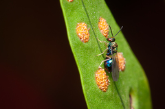 Orasema costaricensis