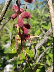 Salvia lasiantha