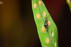 Orasema costaricensis