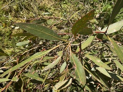Eucalyptus kitsoniana