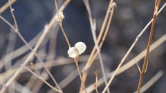 Menodora scabra glabrescens