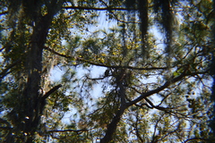 Bubo virginianus virginianus