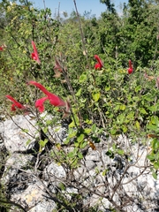 Salvia oaxacana