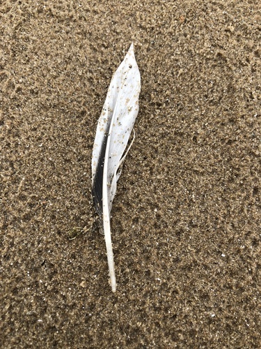 Plume de Harelde boréale