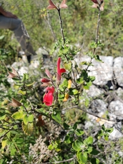 Salvia oaxacana