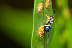 Orasema costaricensis