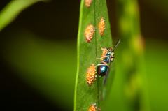 Orasema costaricensis