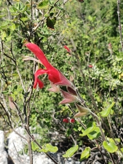 Salvia oaxacana