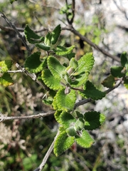 Salvia oaxacana