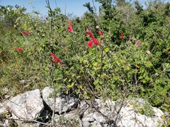 Salvia oaxacana