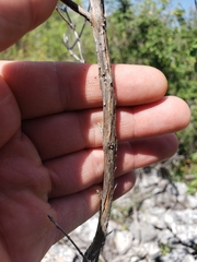 Salvia oaxacana