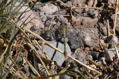 Erpetogomphus crotalinus
