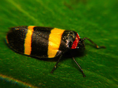 Sphenorhina