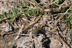 Erpetogomphus crotalinus