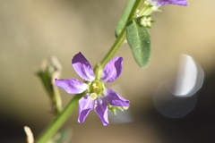 Lythrum ovalifolium