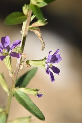 Lythrum ovalifolium