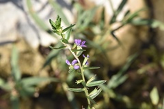 Lythrum ovalifolium
