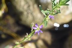 Lythrum ovalifolium