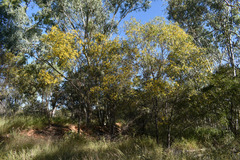 Acacia julifera