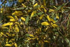 Acacia julifera