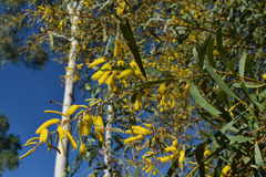 Acacia julifera
