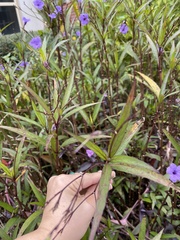Ruellia simplex image