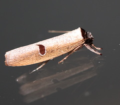 Pilostibes stigmatias