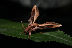 Xylophanes pyrrhus